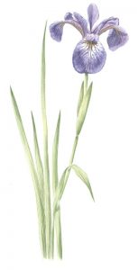 Iris-color
